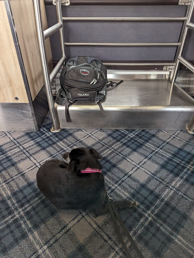 A small black terrier dog on a train between Dundee and Aberdeen.