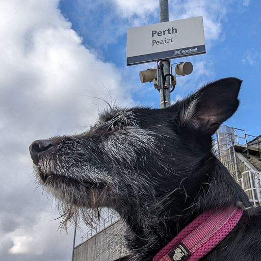 A small black terrier dog at Perth Station.