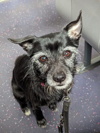 A small black terrier dog on a bus between Partick and Wyndford.