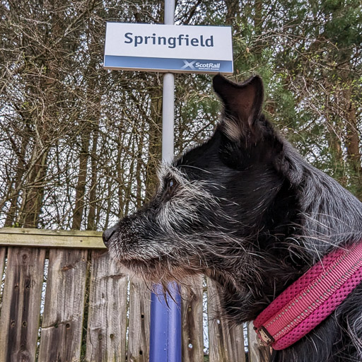 A small black terrier dog at Springfield Station.