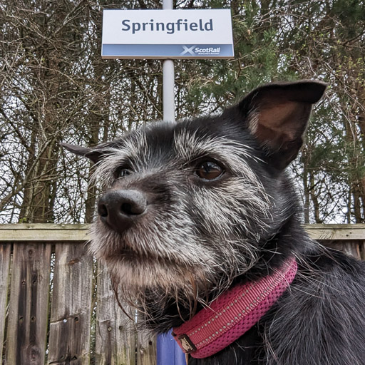 A small black terrier dog at Springfield Station.