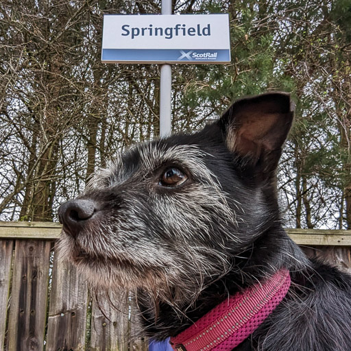 A small black terrier dog at Springfield Station.