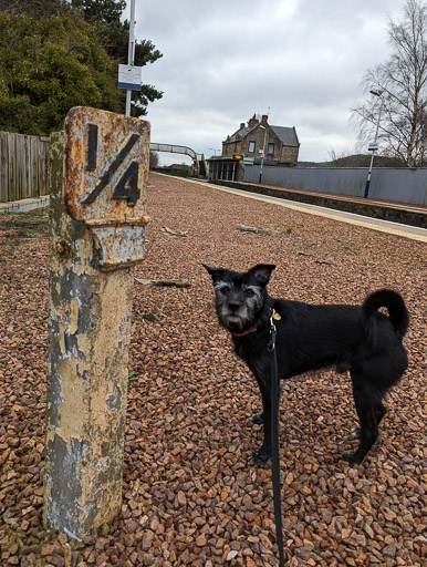 A small black terrier dog at Springfield Station.