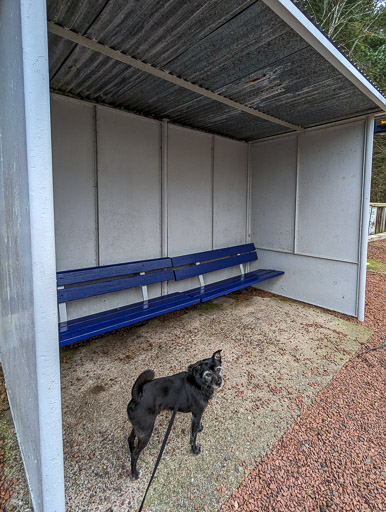 A small black terrier dog at Springfield Station.