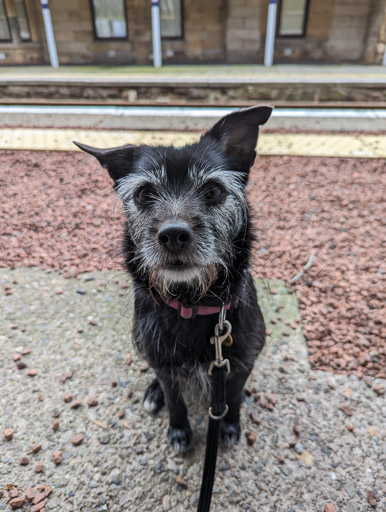 A small black terrier dog at Springfield Station.