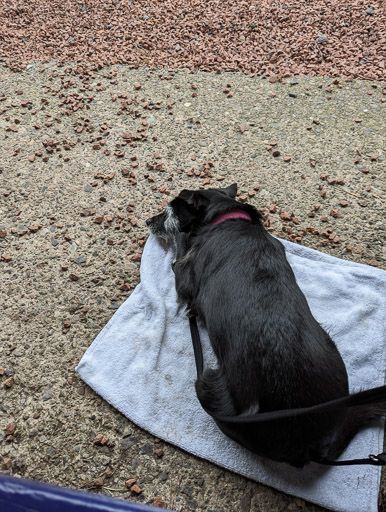 A small black terrier dog at Springfield Station.