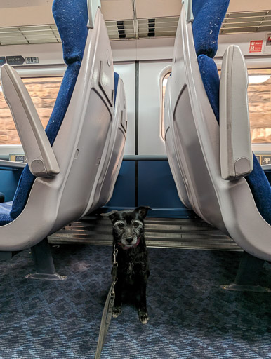 A small black terrier dog on a train between Dundee and Leuchars (For St. Andrews).