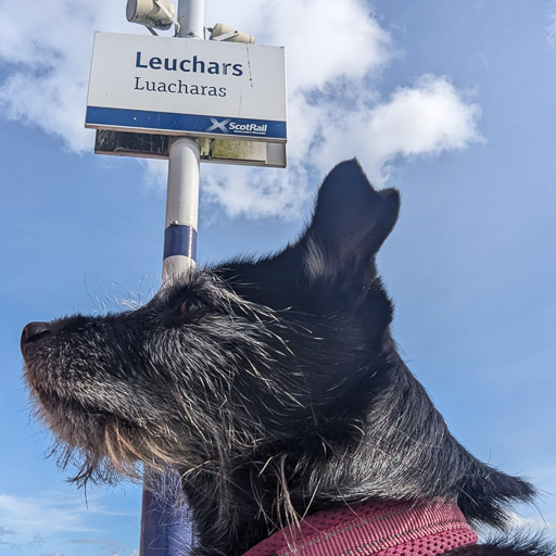 A small black terrier dog at Leuchars (For St. Andrews) Station.