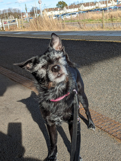 A small black terrier dog at Leuchars (For St. Andrews) Station.