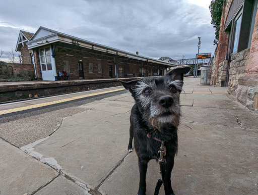 A small black terrier dog at Burntisland Station.