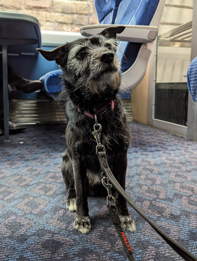 A small black terrier dog on a train between Dundee and Perth.