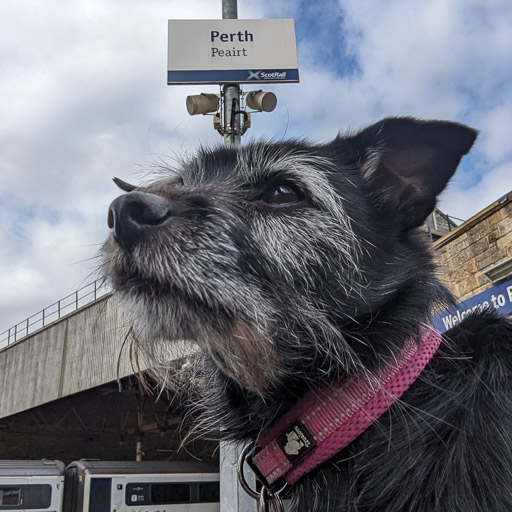 A small black terrier dog at Perth Station.