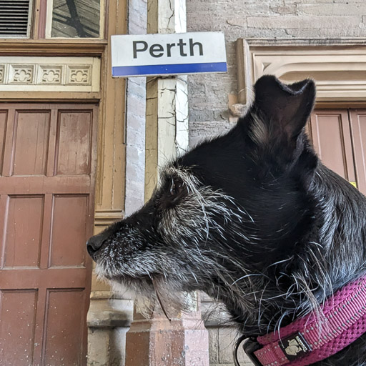 A small black terrier dog at Perth Station.