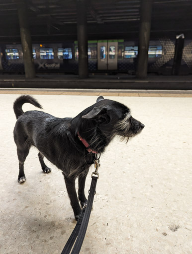 A small black terrier dog at Glasgow Queen Street Ll Station.