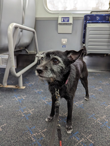 A small black terrier dog on a train between Crianlarich and Fort William.