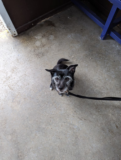 A small black terrier dog at Loch Eil Outward Bound Station.