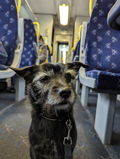 A small black terrier dog on a train between Loch Eil Outward Bound and Roy Bridge.