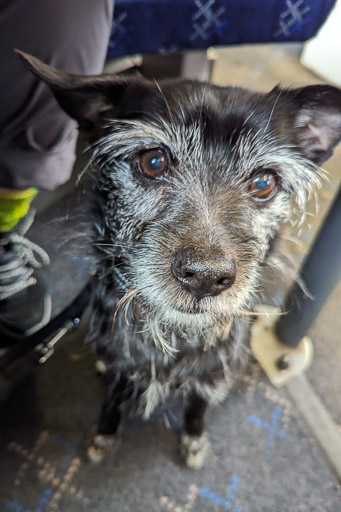 A small black terrier dog on a train between Roy Bridge and Mallaig.