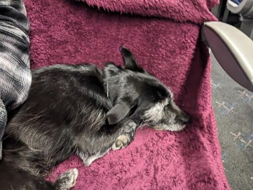 A small black terrier dog on a train between Roy Bridge and Mallaig.