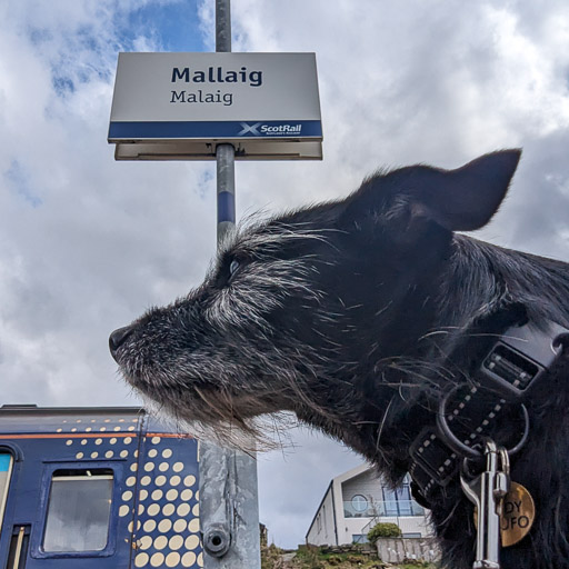 A small black terrier dog at Mallaig Station.