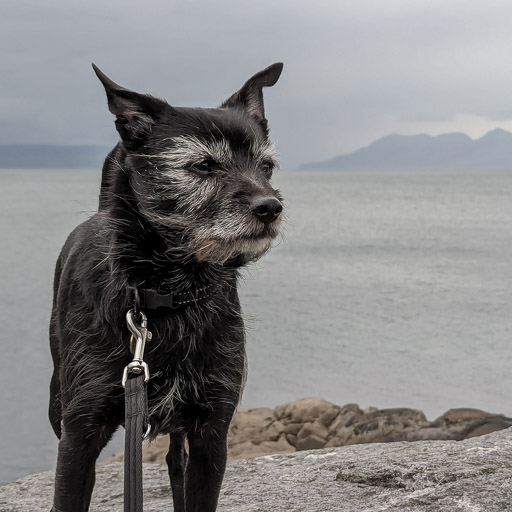 A small black terrier dog on a walk at Mallaig.