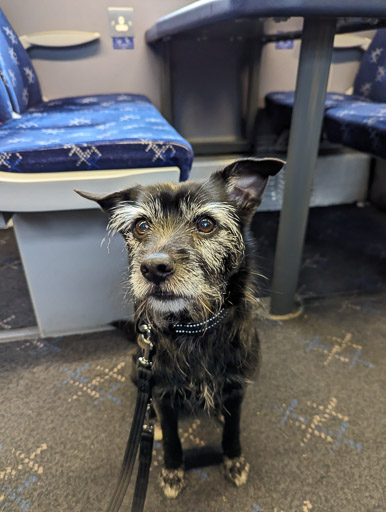 A small black terrier dog on a train between Mallaig and Roy Bridge.