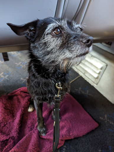 A small black terrier dog on a train between Roy Bridge and Dalmuir.