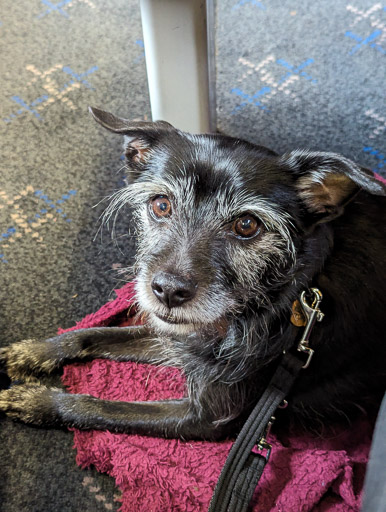 A small black terrier dog on a train between Roy Bridge and Dalmuir.