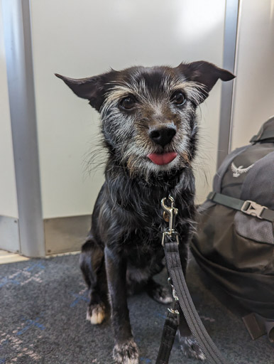 A small black terrier dog on a train between Roy Bridge and Dalmuir.