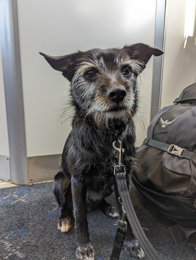 A small black terrier dog on a train between Roy Bridge and Dalmuir.