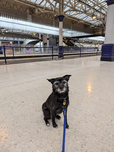 A small black terrier dog at Aberdeen Station.