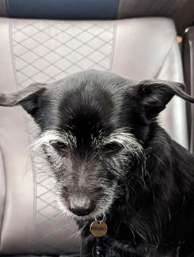 A small black terrier dog on a train between Aberdeen and Dundee.