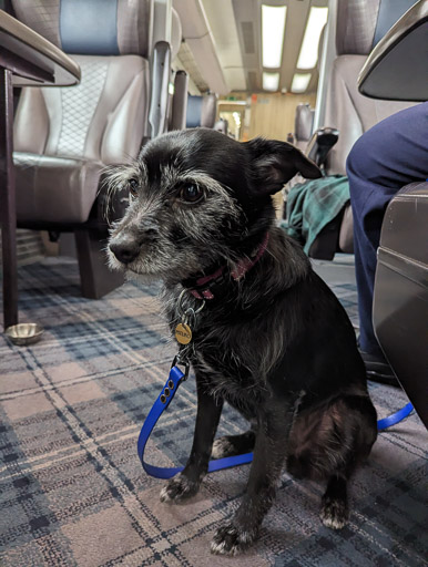 A small black terrier dog on a train between Dundee and Glasgow Queen Street.