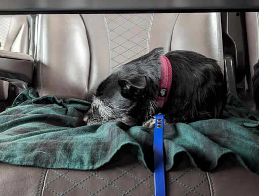 A small black terrier dog on a train between Dundee and Glasgow Queen Street.