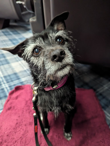 A small black terrier dog on a train between Glasgow Queen Street and Dundee.