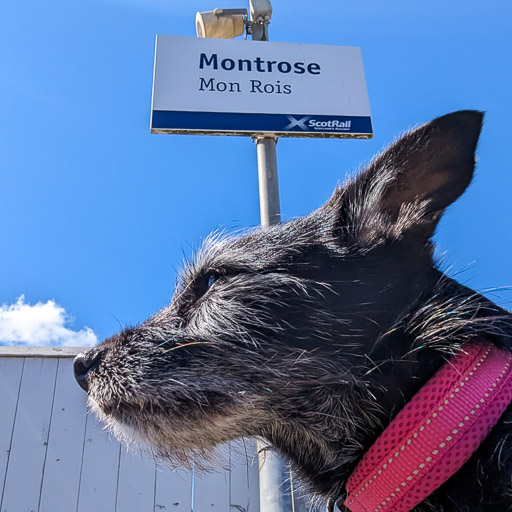 A small black terrier dog at Montrose Station.