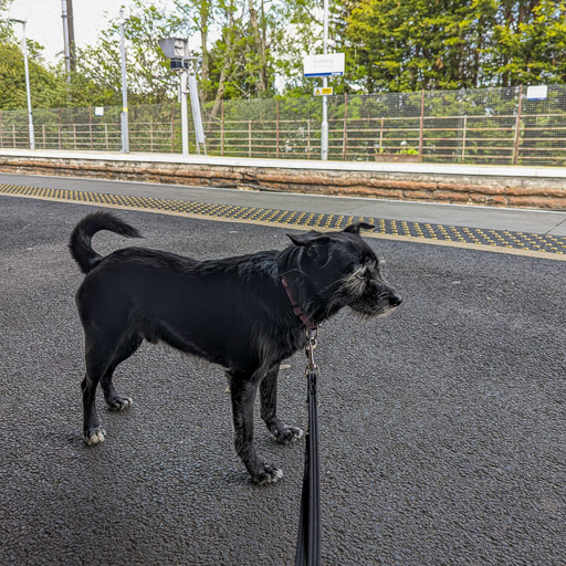 A small black terrier dog at Kilwinning Station.