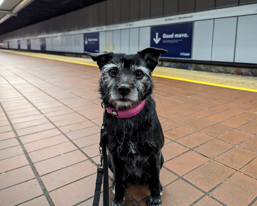 A small black terrier dog at Glasgow Central (low level) Station.