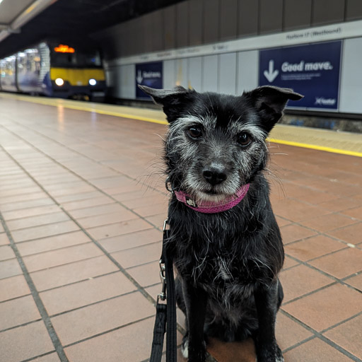 A small black terrier dog at Glasgow Central Low Level Station.