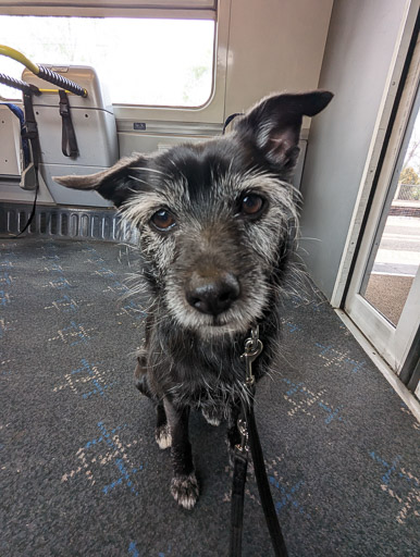 A small black terrier dog on a train between Anniesland and Maryhill.