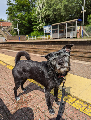 A small black terrier dog at Gilshochill Station.