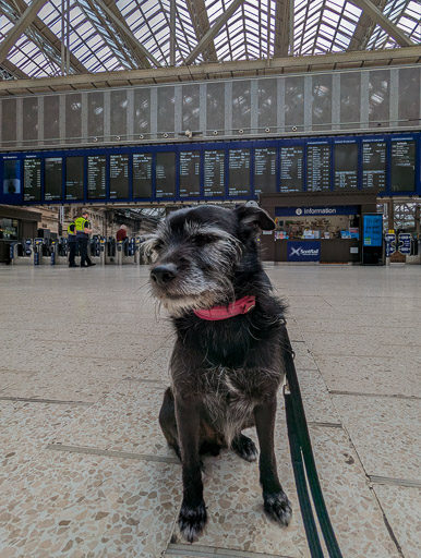 A small black terrier dog at Glasgow Central Station.