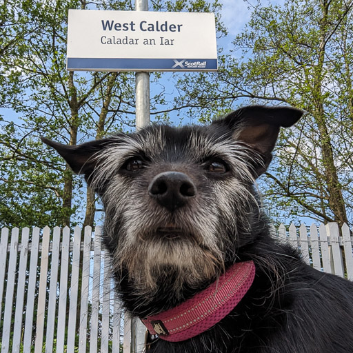 A small black terrier dog at West Calder Station.