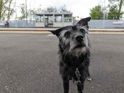 A small black terrier dog at West Calder Station.