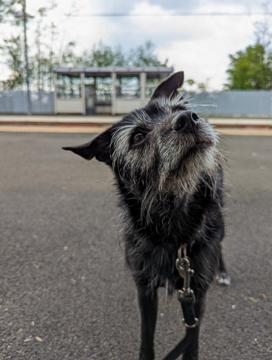 A small black terrier dog at West Calder Station.