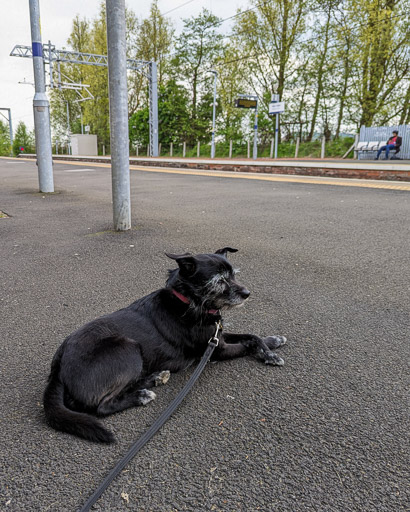 A small black terrier dog at West Calder Station.