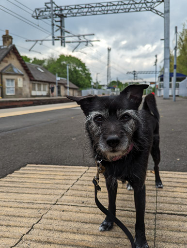 A small black terrier dog at West Calder Station.