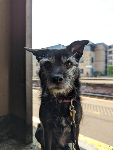 A small black terrier dog at Haymarket Station.