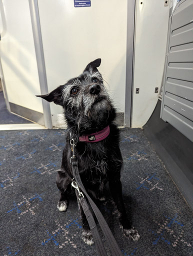 A small black terrier dog on a train between Glasgow Queen Street and Gilshochill.