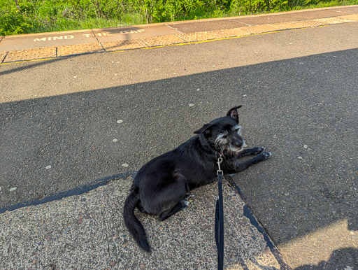 A small black terrier dog at Hairmyres Station.